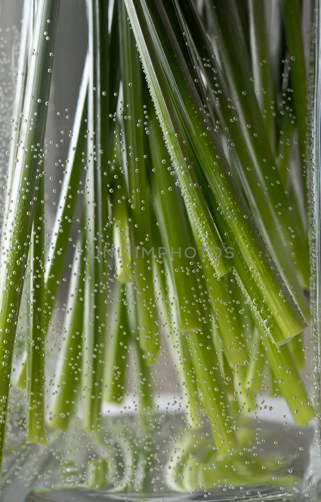 green stems in a glass vase, surrounded by air bubbles
