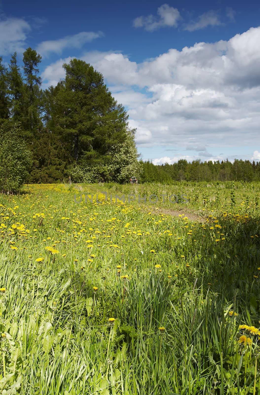 Field by mjp