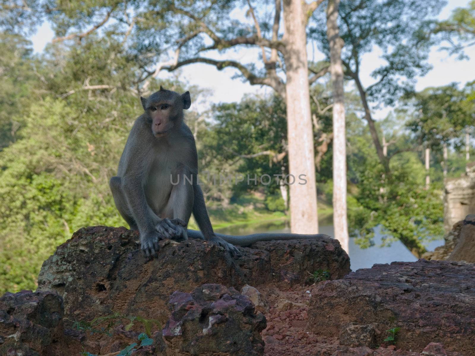 the picture of the wild monkey from siem riep, Cambodia