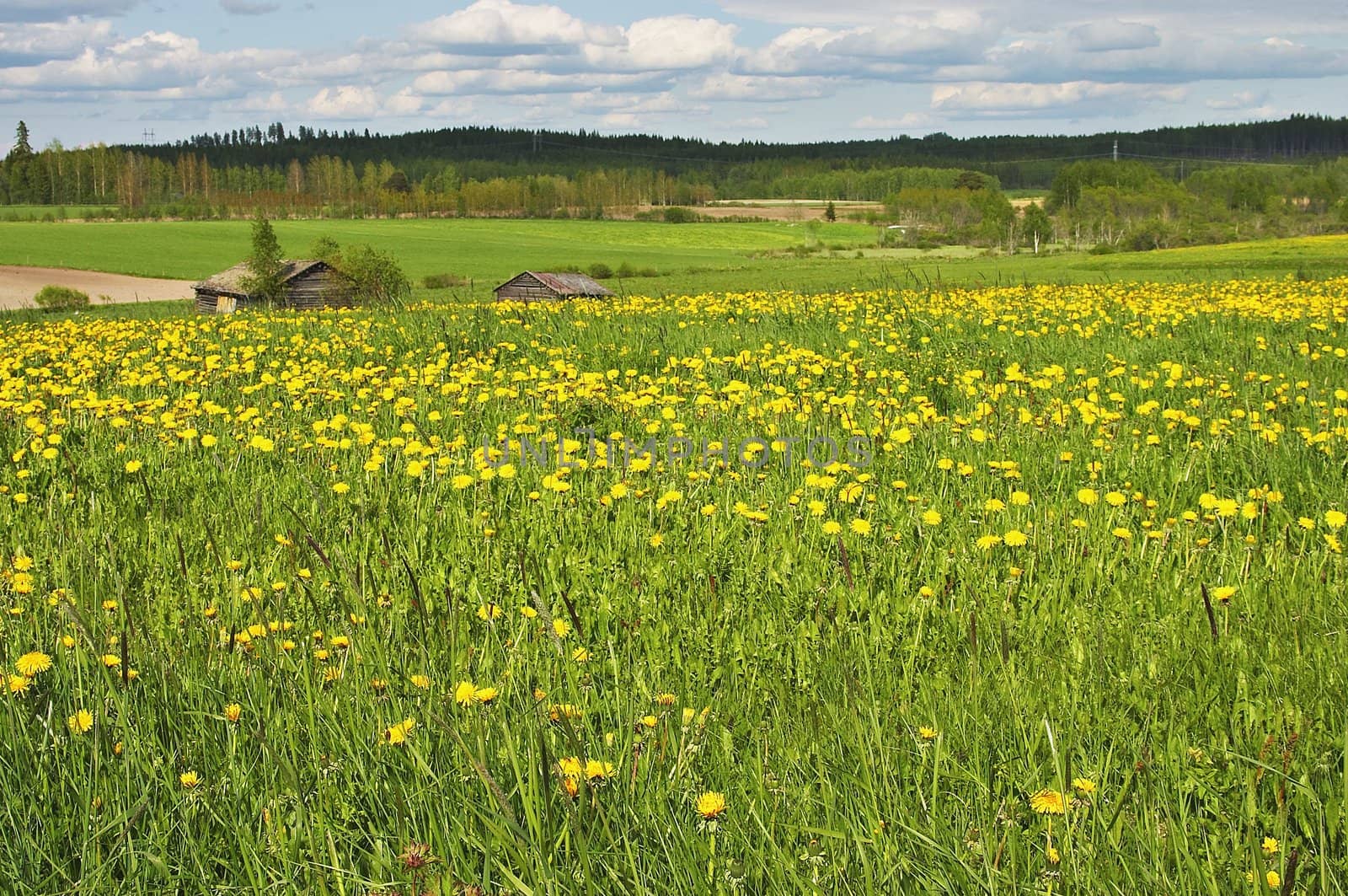 Summer landscape by mjp