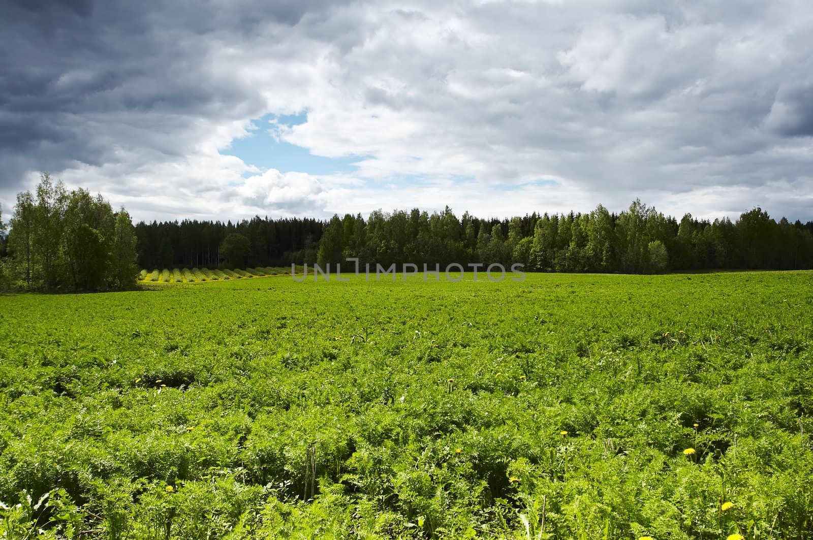 Field landscape