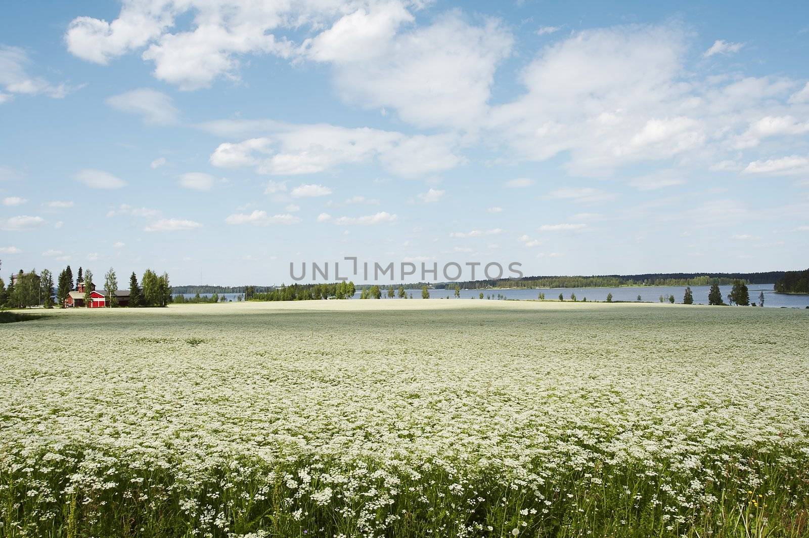 cumin field by mjp