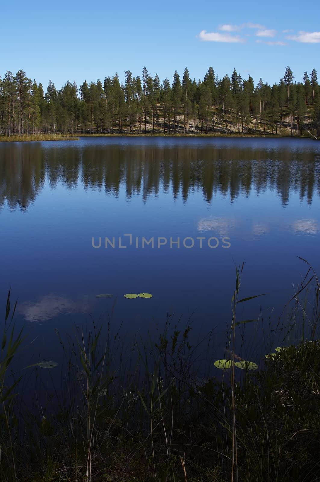 Summer lanscape from the lake