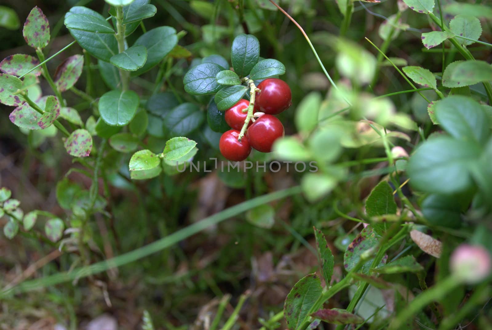 heather with cranberries cranberries