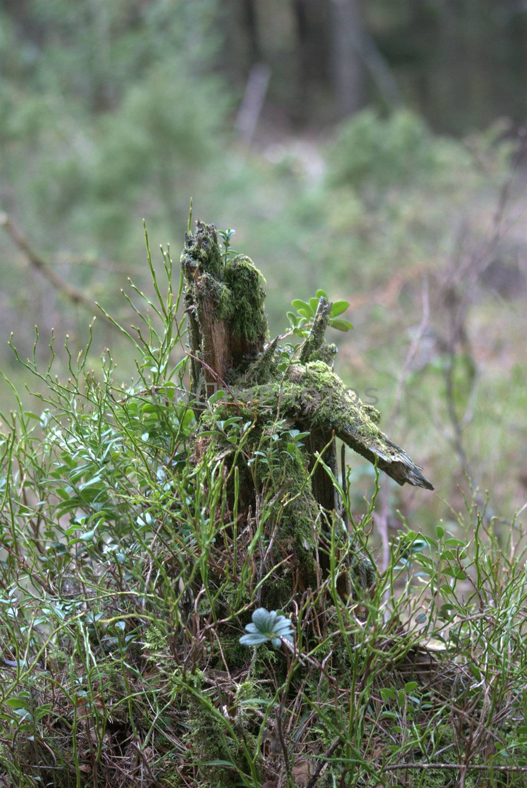 tree stump in the woods