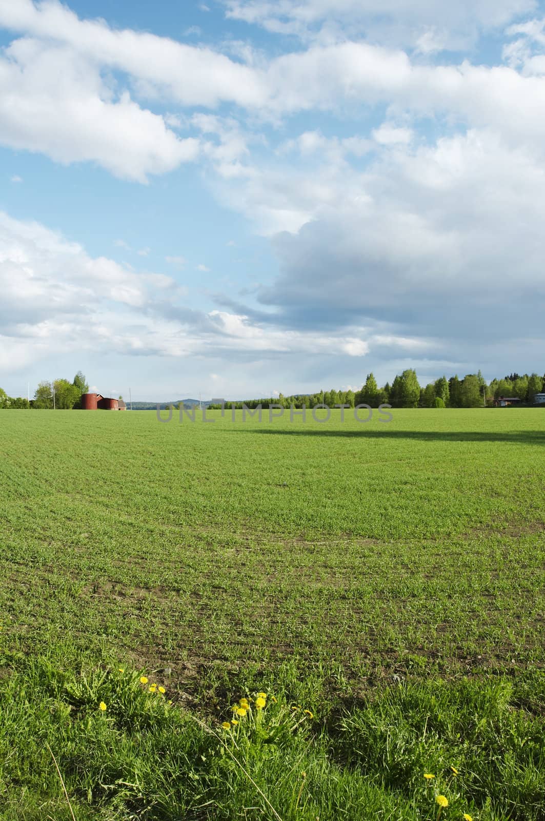 Field landscape