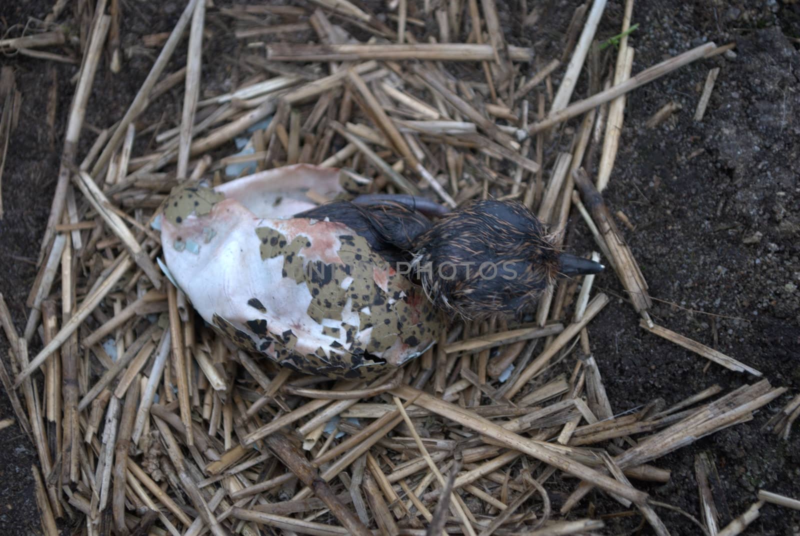 chicks, Northern 