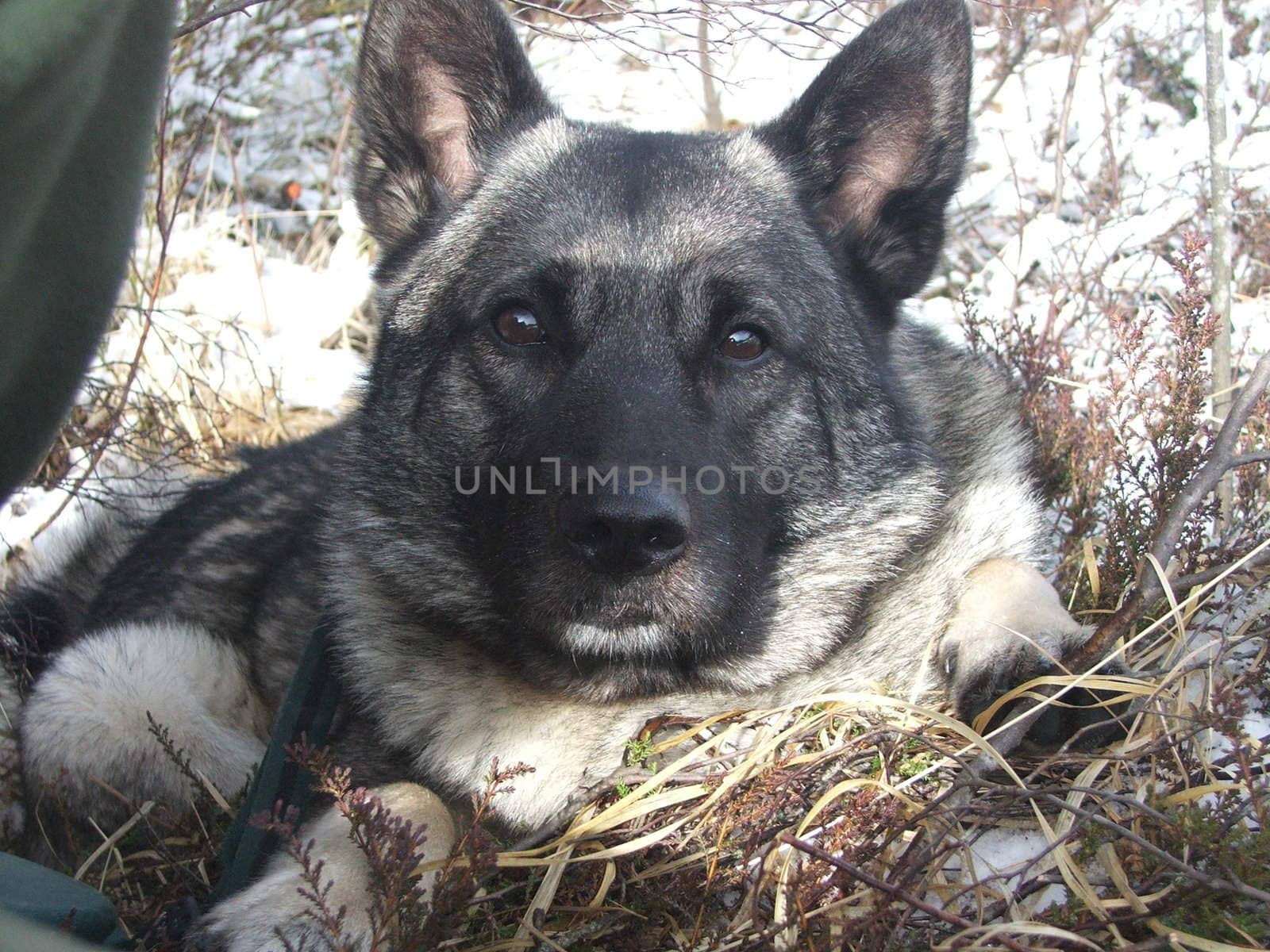 elk dog