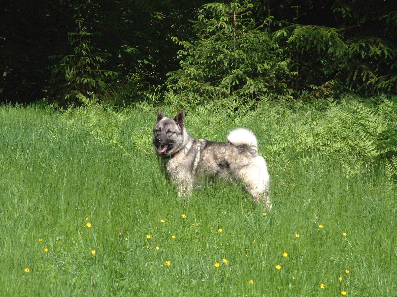  elk dog