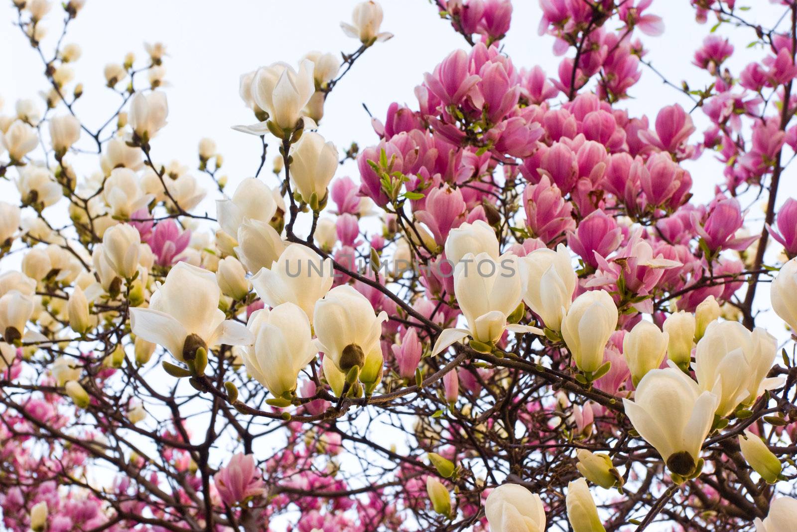 White and pink magnolia blossom background