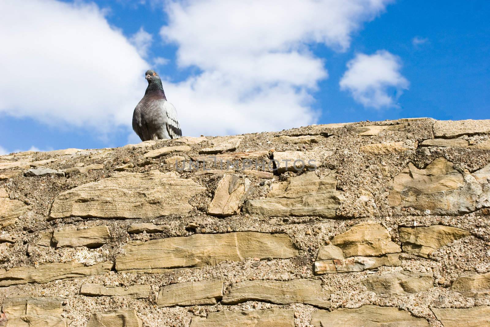 Pigeon on the wall by naumoid