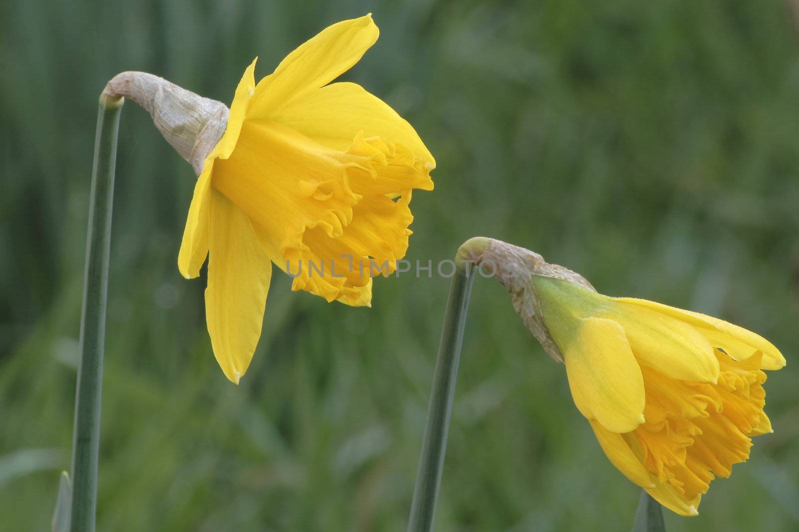 daffodils  by leafy