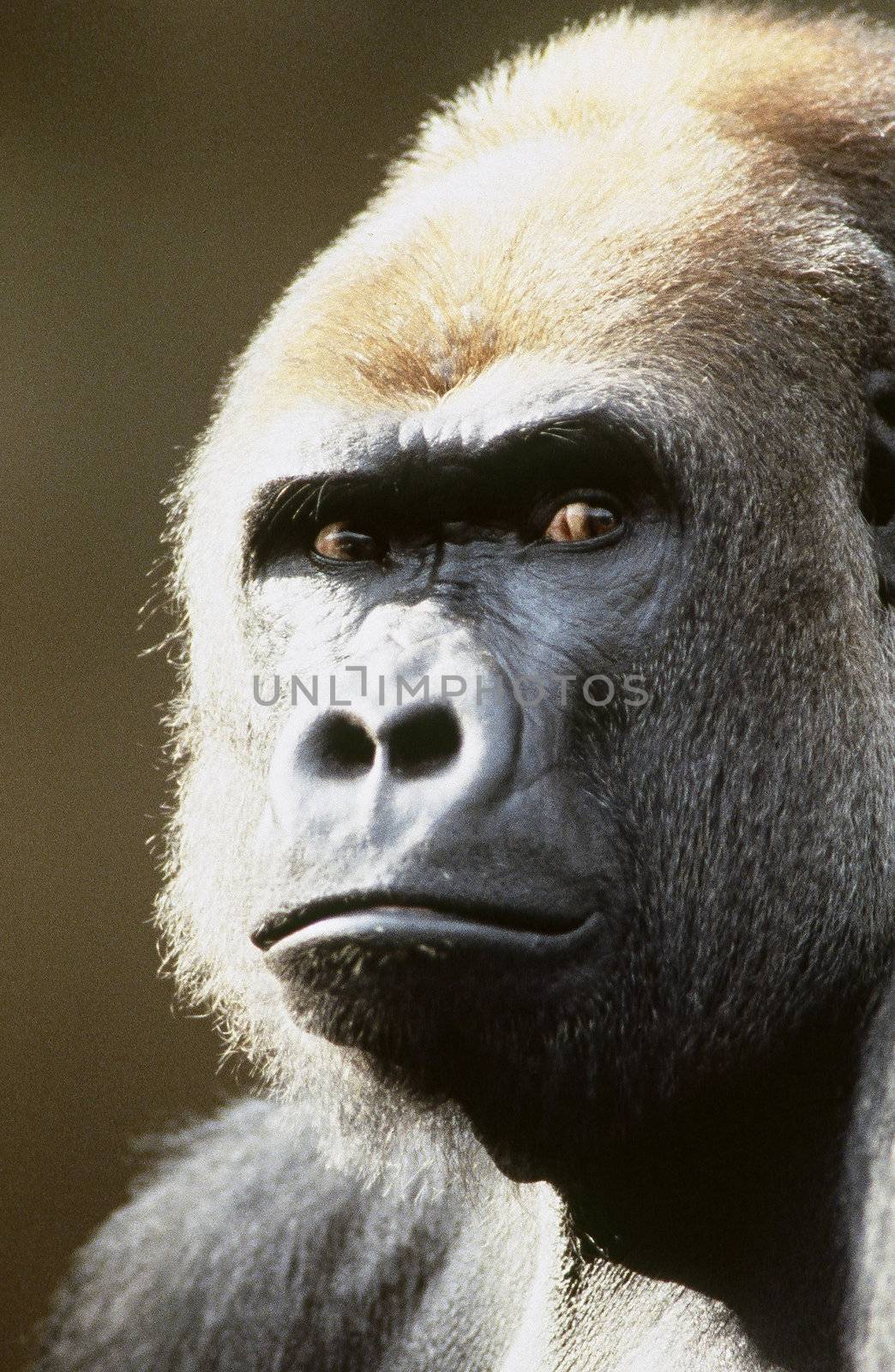 Expression of a strong gorilla.