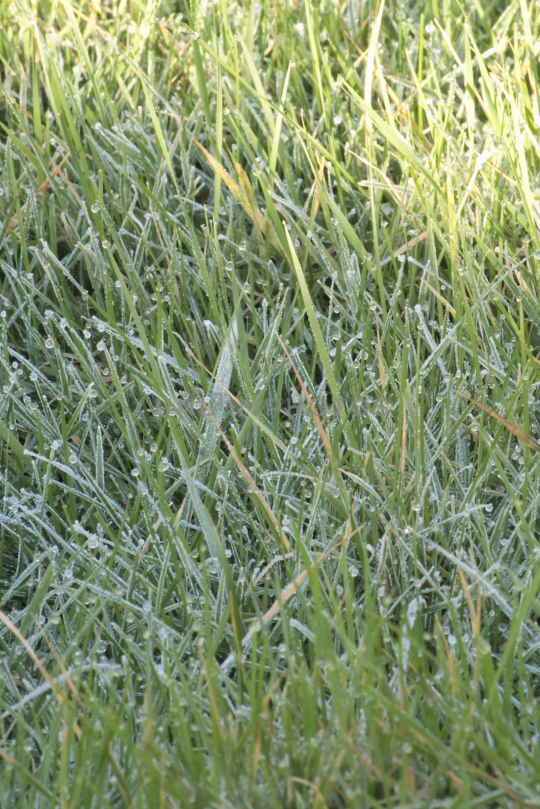 closeup of frosty grass just as the sun is shining onto it in the morning