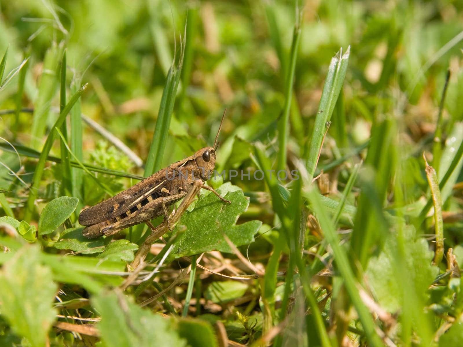 the picture of the cute green russian grasshoper