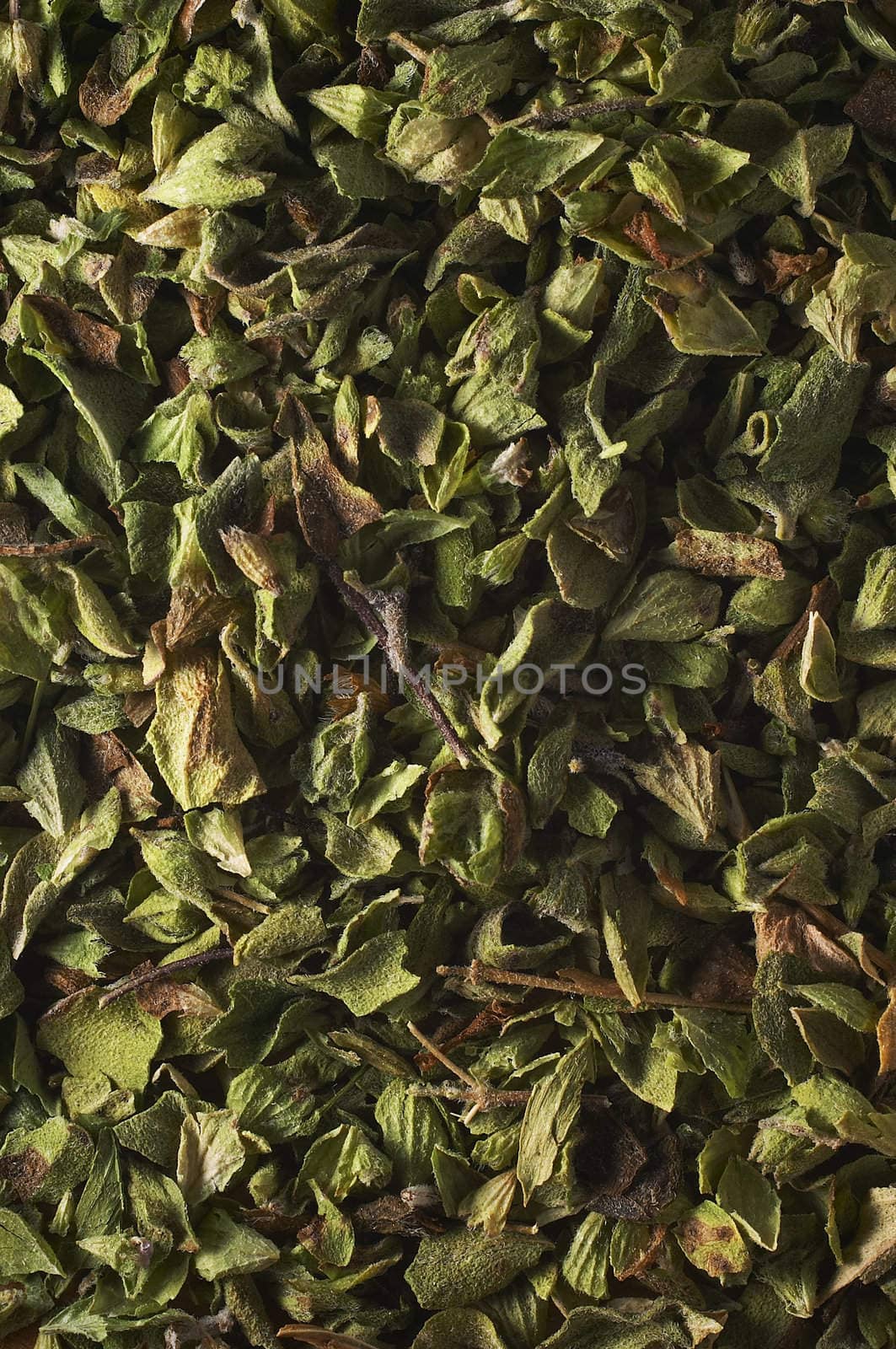 Oregano closeup texture