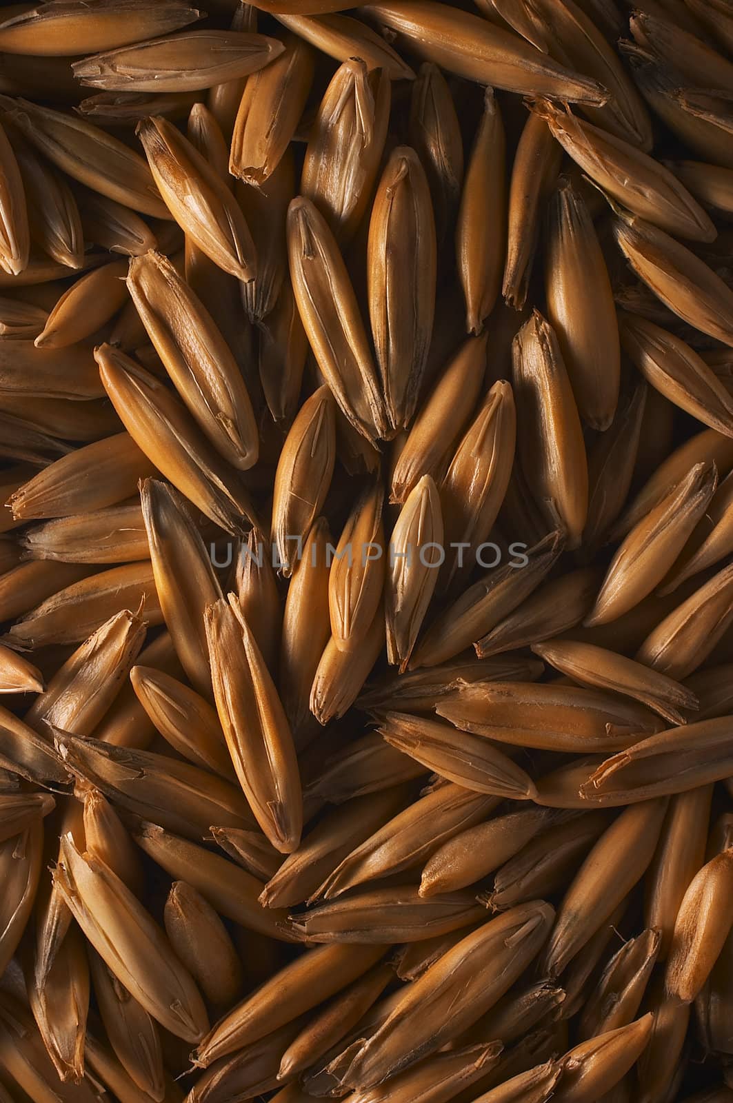 Oats closeup by mjp