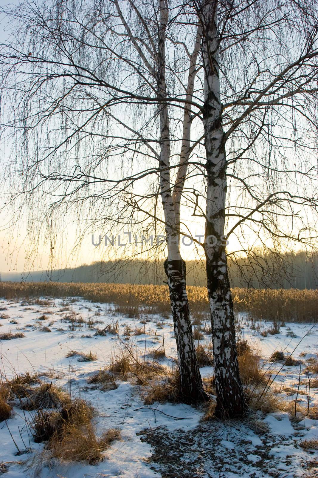 Winter birch-tree by naumoid