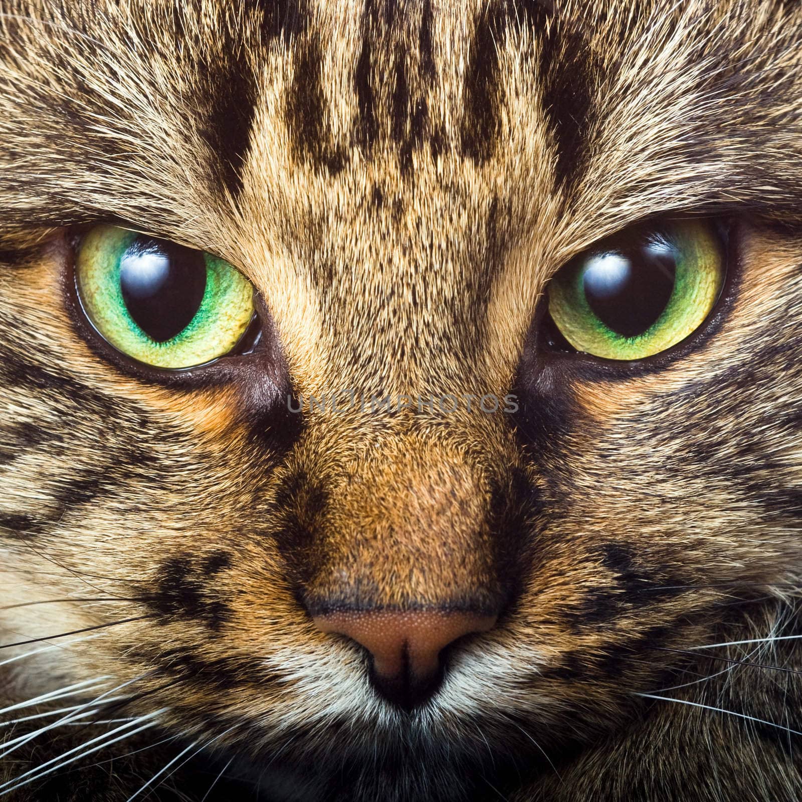 Close-up portrait of green-eyed Siberian cat