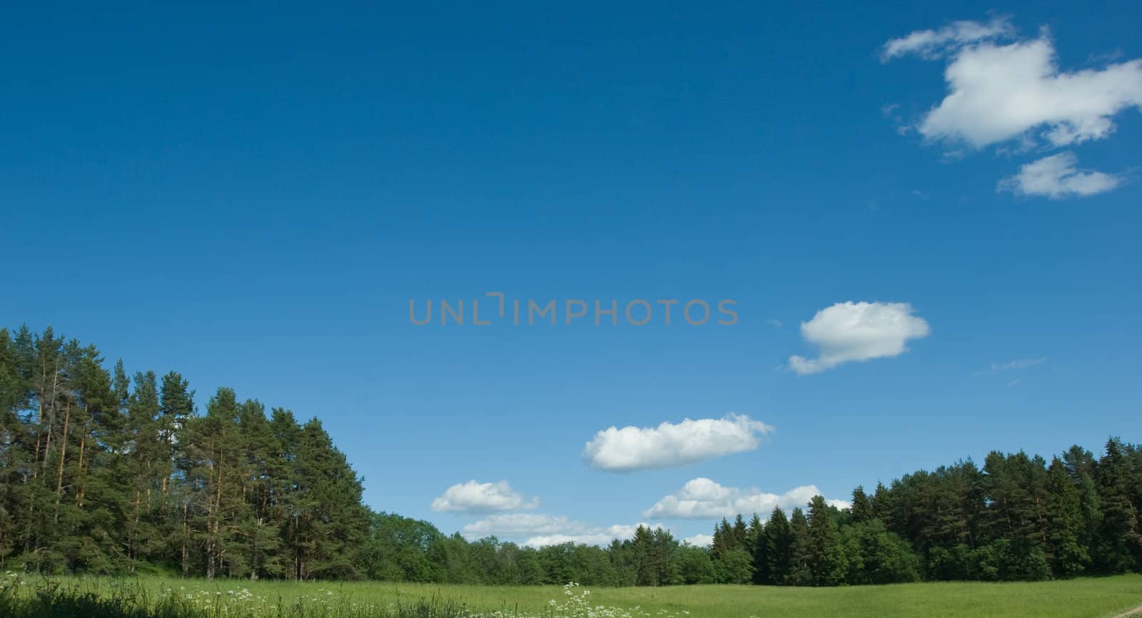 Summer landscape with trees and clouds at Seliger lake, Russia