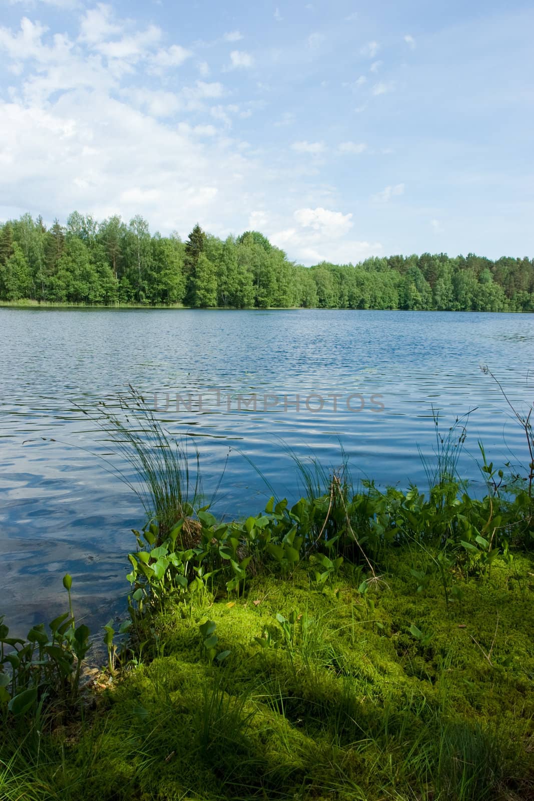 Summer at the forest lake by naumoid