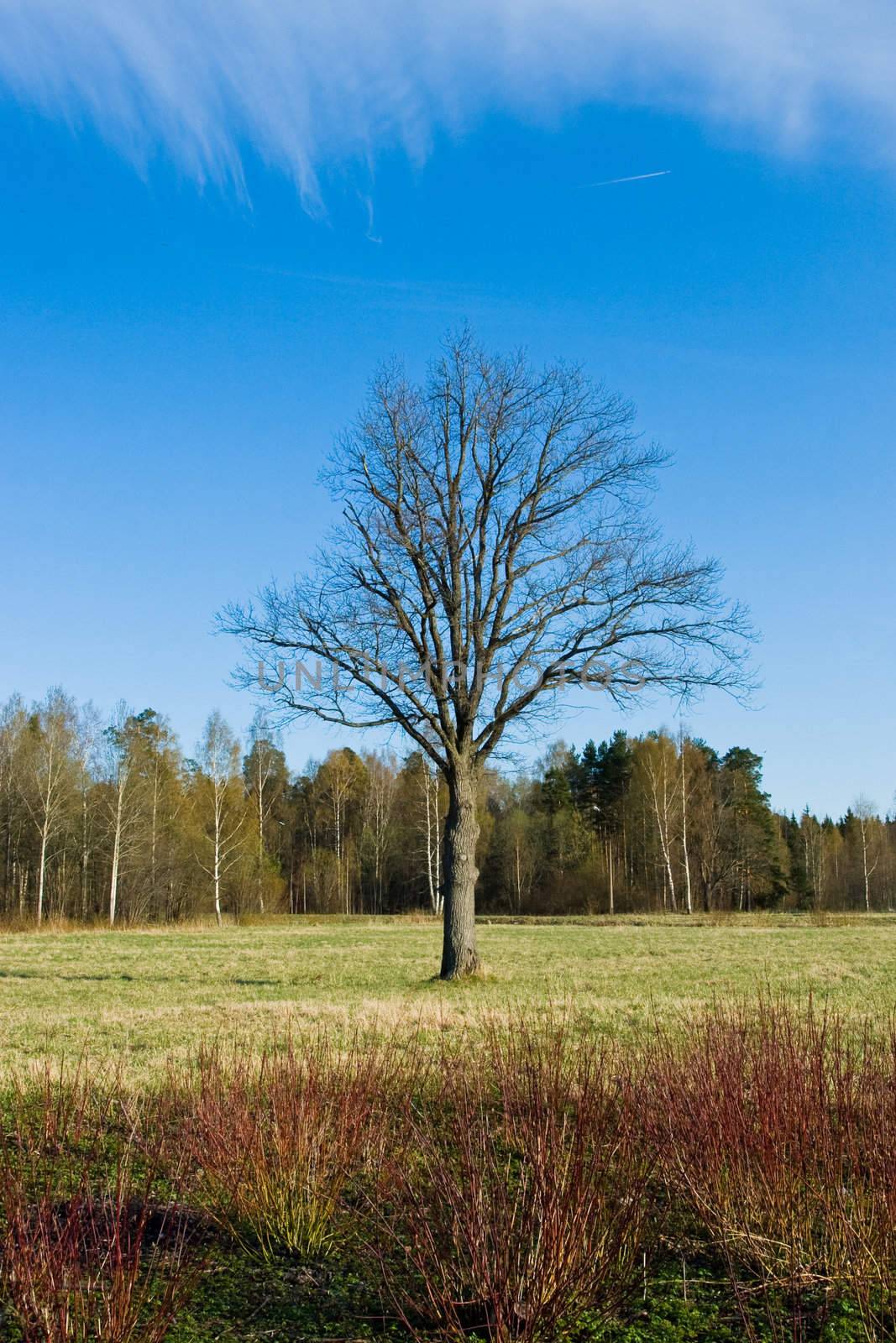 Lonely tree against blue sky at spring