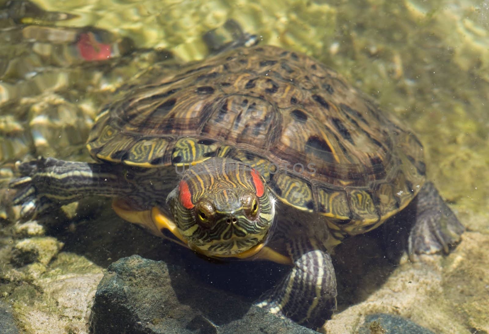 The turtle in a natural reservoir has decided to get warm a little on the sun