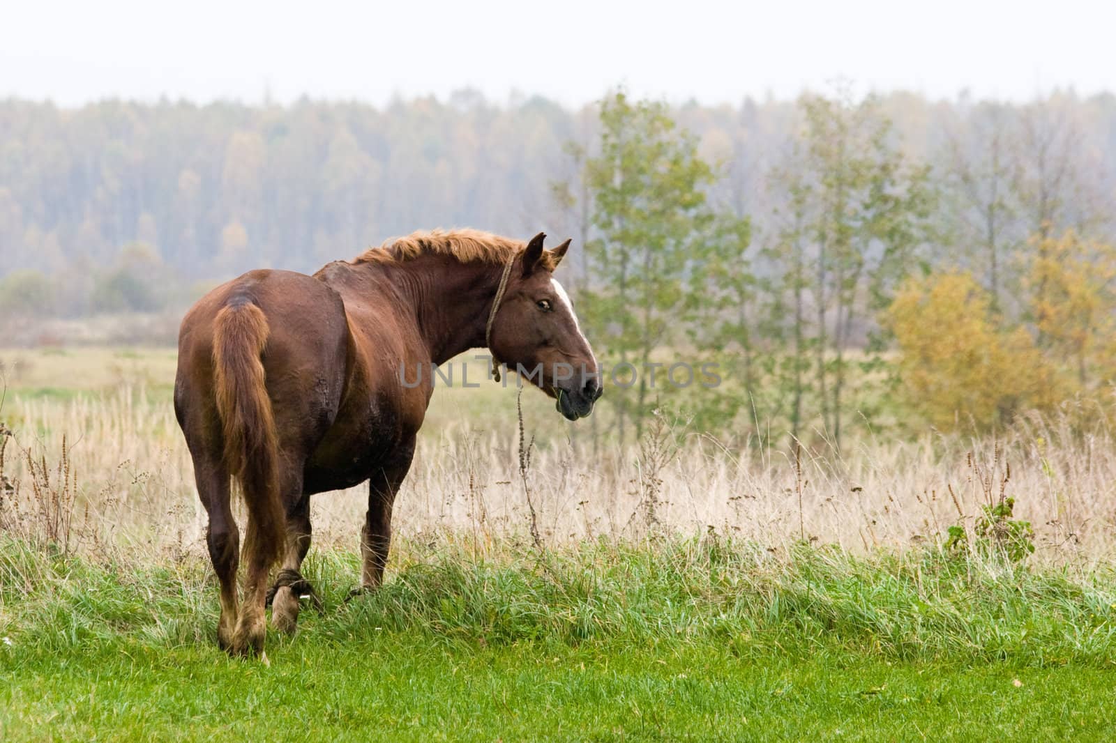 Brown horse grazing on an autumn meadow