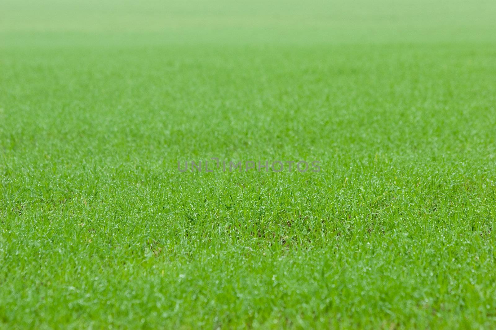 Fresh green grass with dews selective focus horisontal background