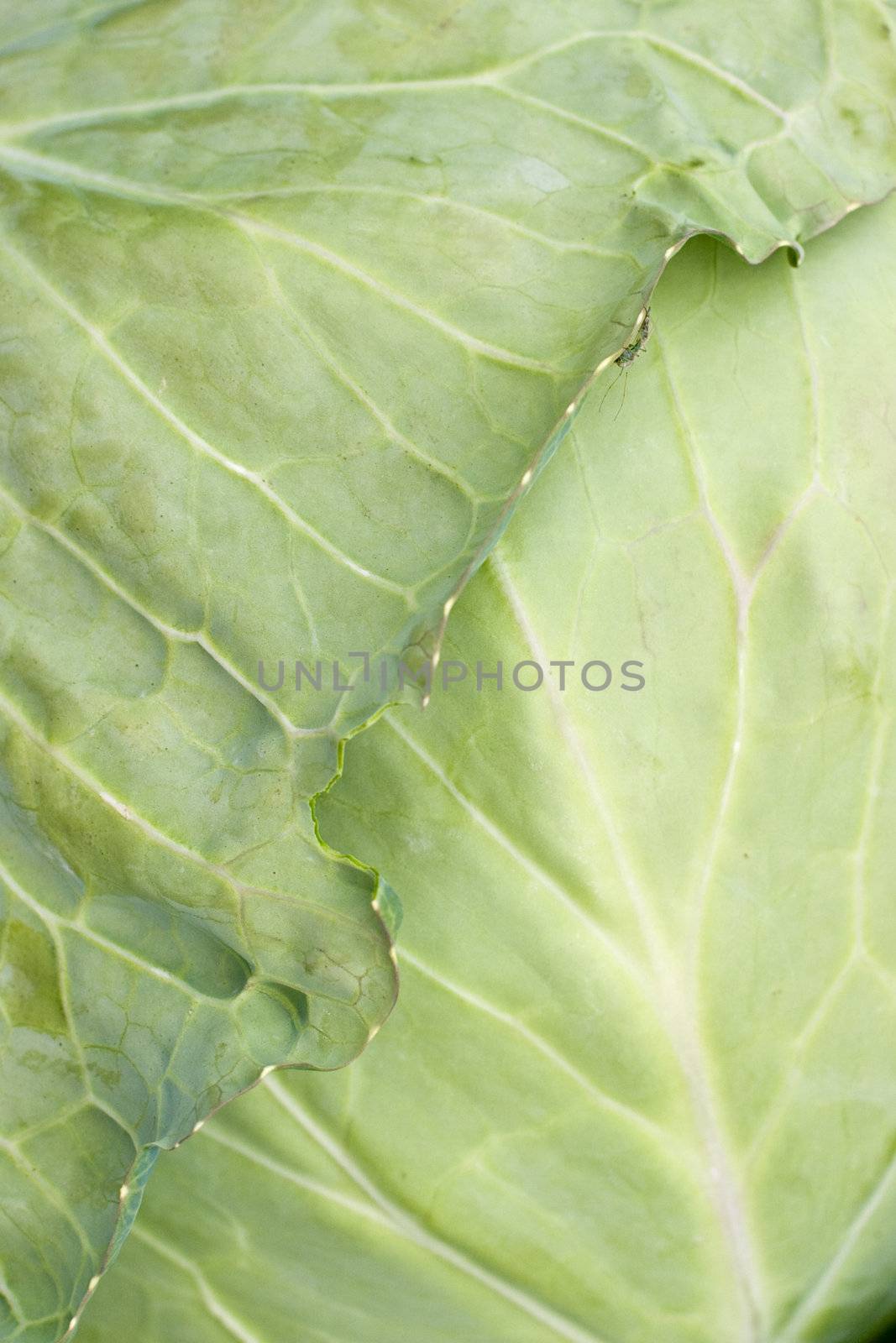 Fresh cabbage leaf with litte bug on it