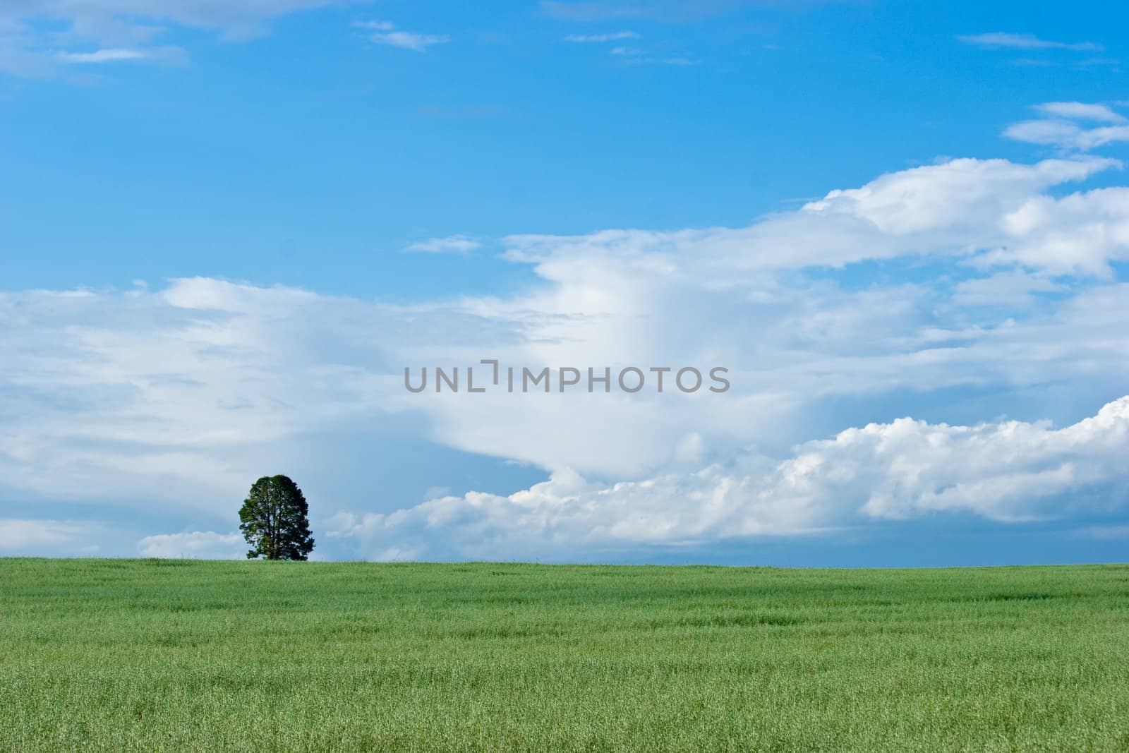 Lonely tree on a green spring field against blue sky with clouds