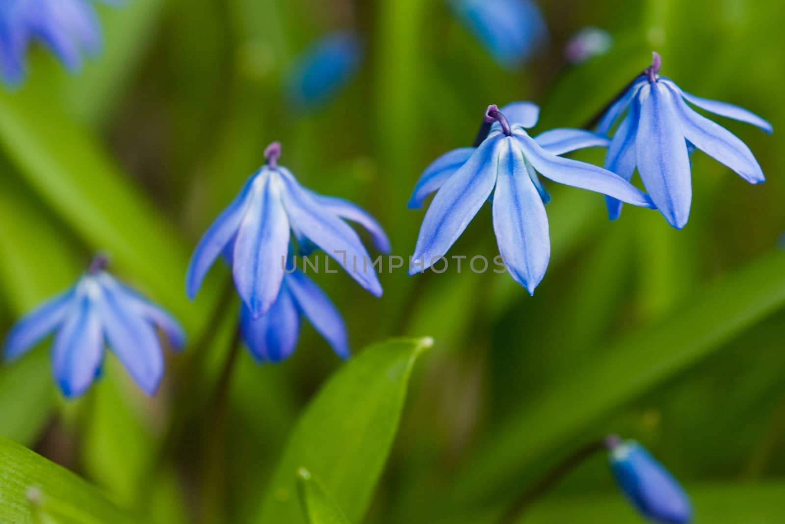 A group of fresh blue snowdrops, macro