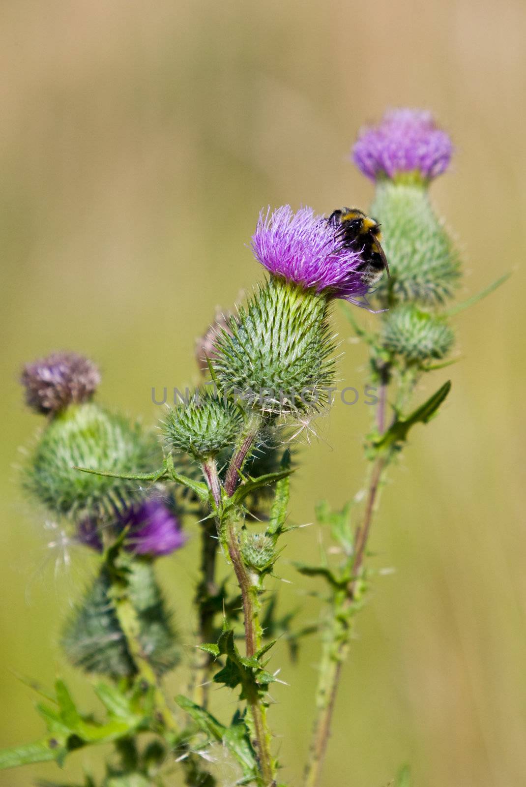 Bee on a thistle by naumoid