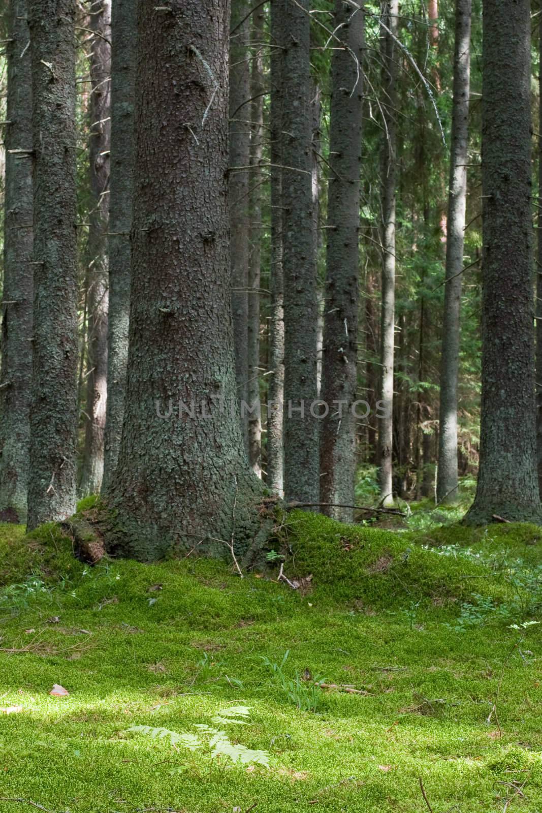 Depths of the softwood forest at summer, Seliger lake, Russia