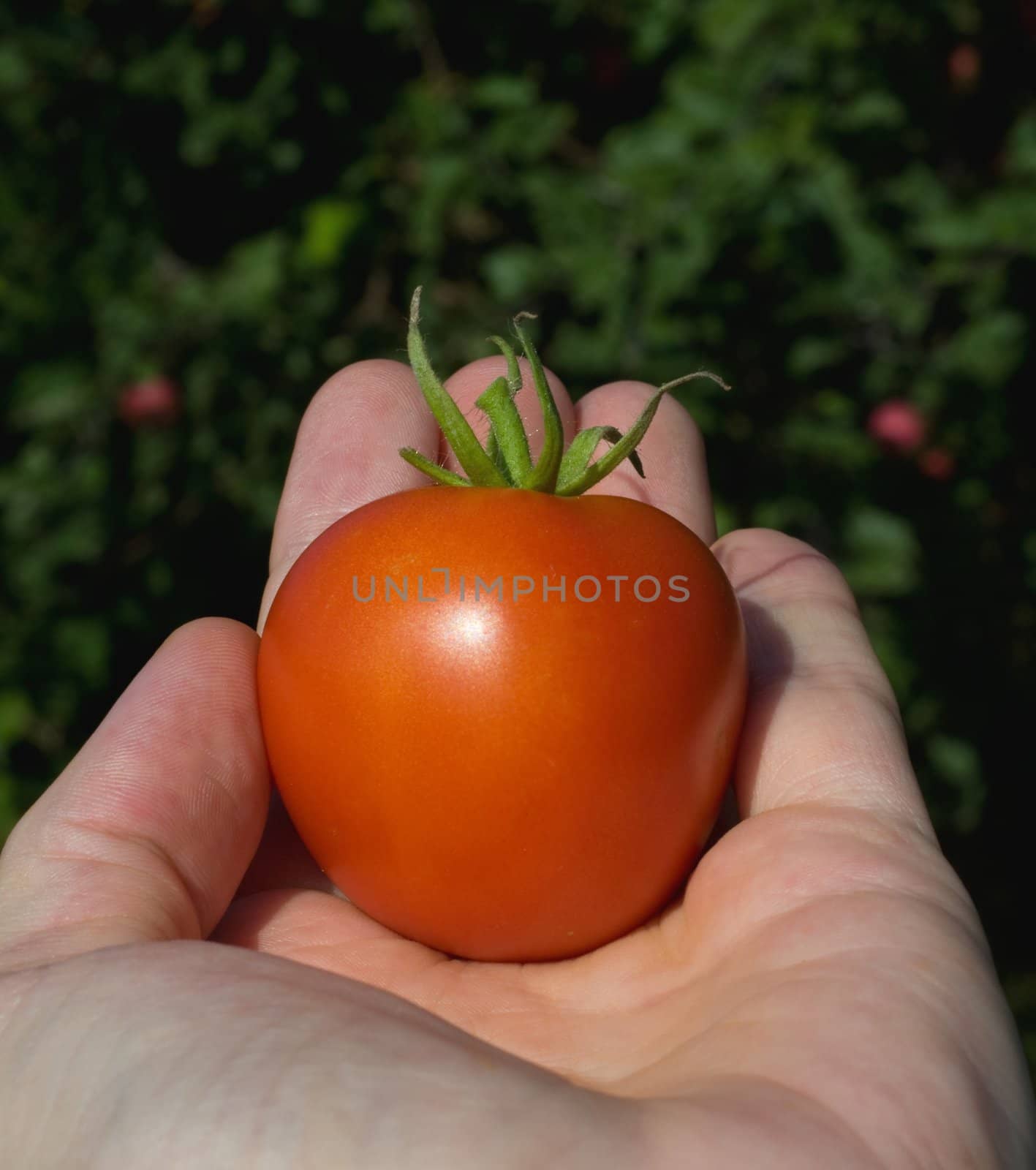 tomato of a summer crop on a palm of the gardener