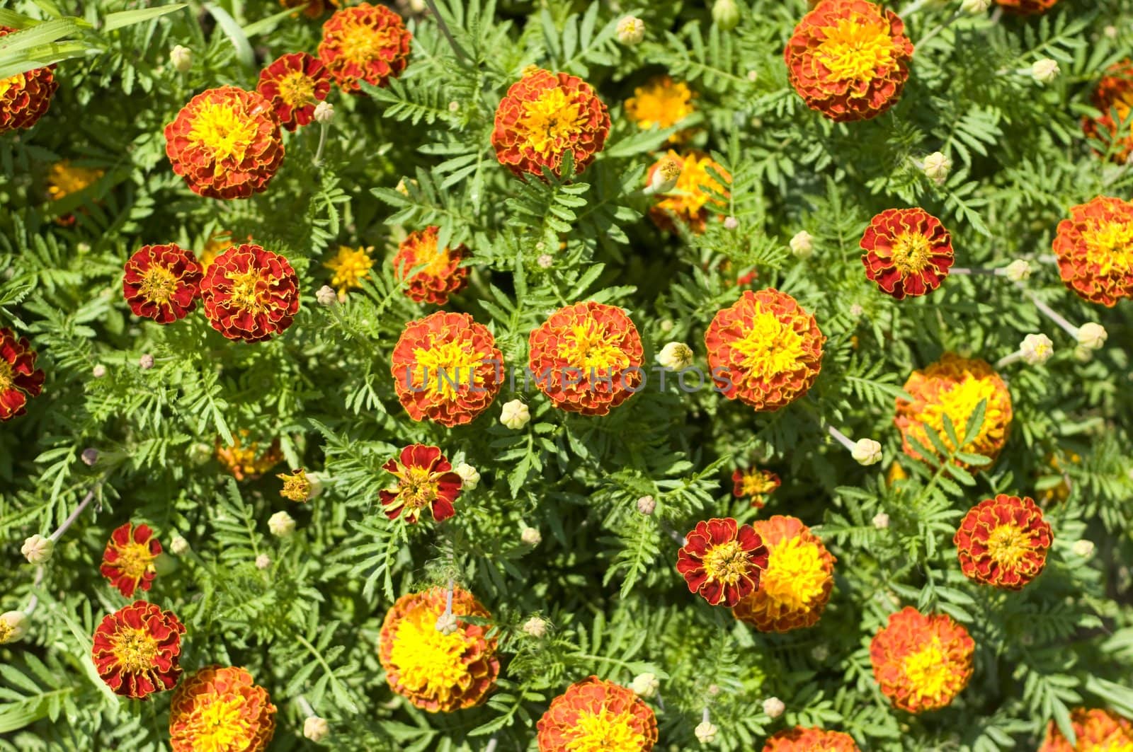 Plantation of beautiful graceful orange spring flowers