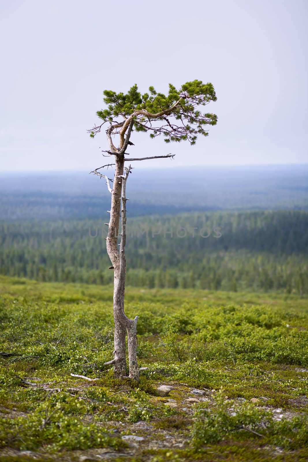 Lonely tree top of the hill on north of Finland
