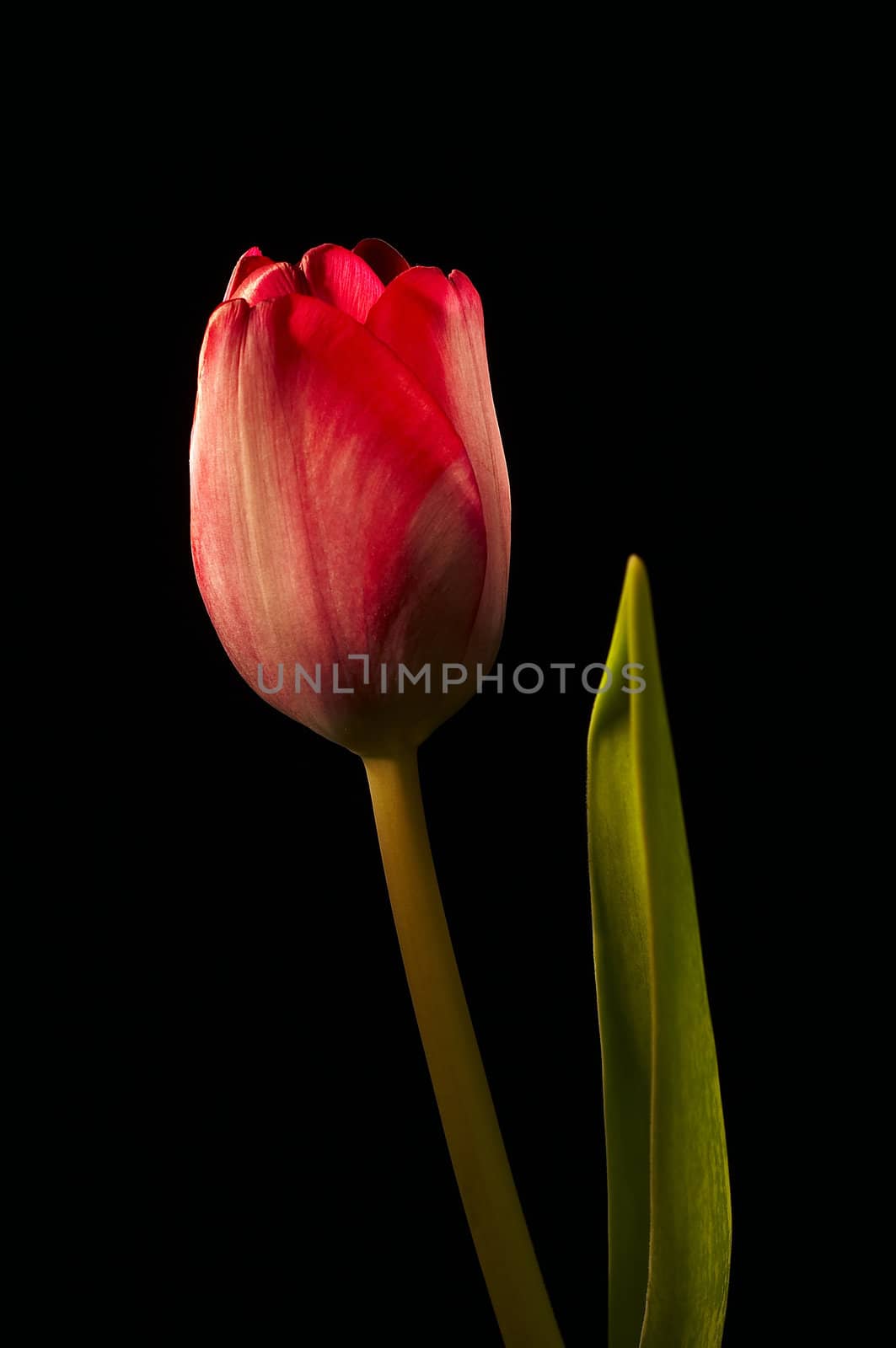 Isolated tulip by mjp