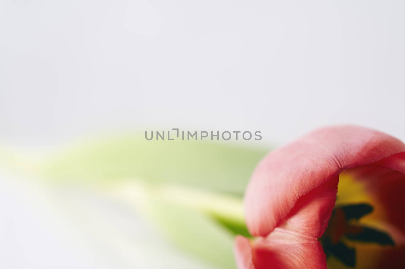 Tulip on the table