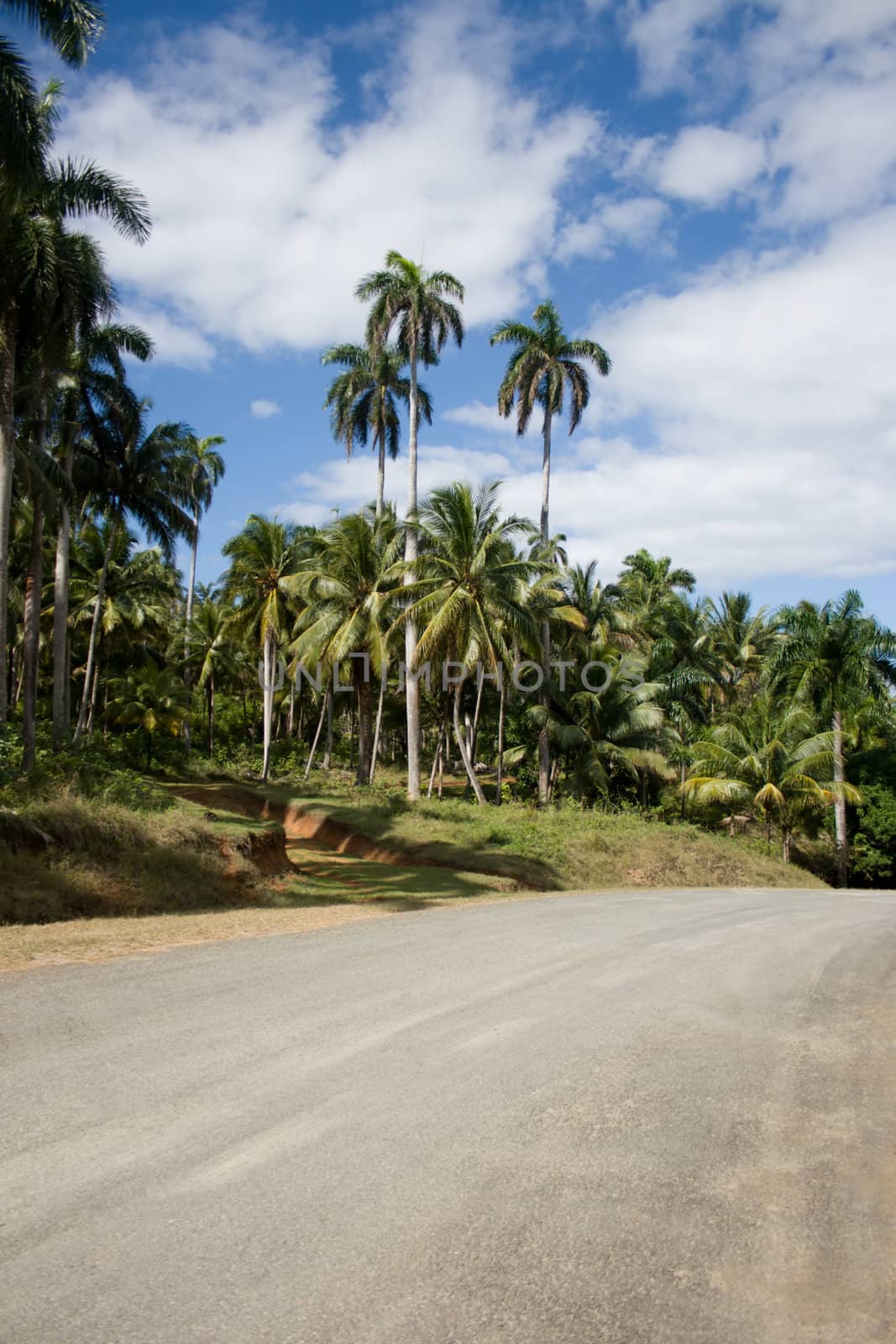 Tropical green palms by a road and a blue cloudy sky in a background