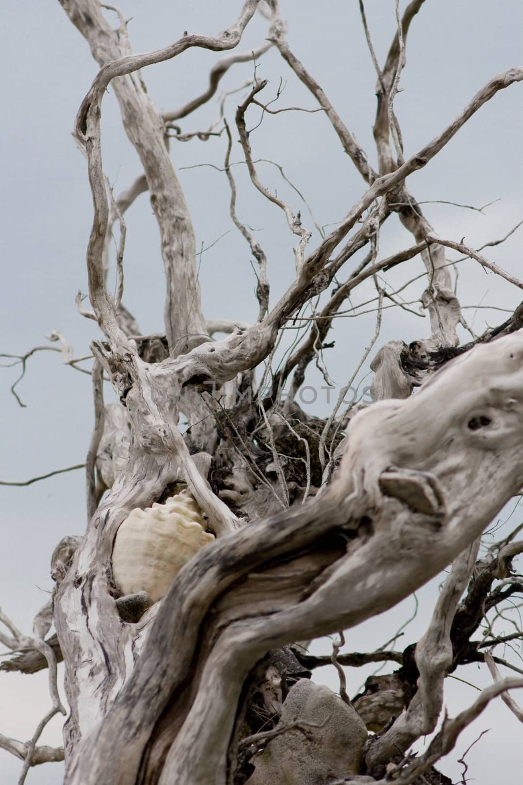 Tangled dried tree and a sea shell