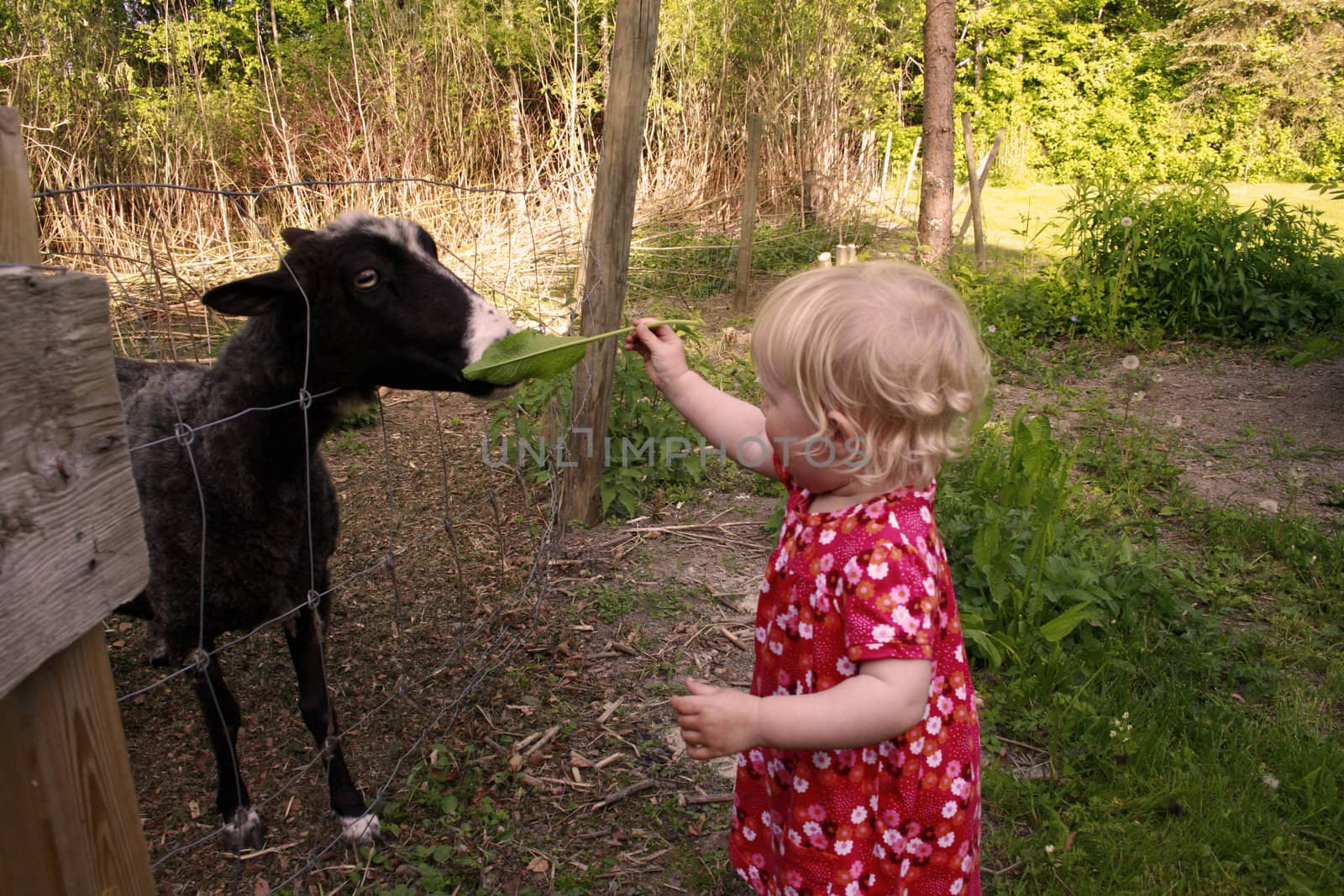 toddler feeding a hungry sheep.