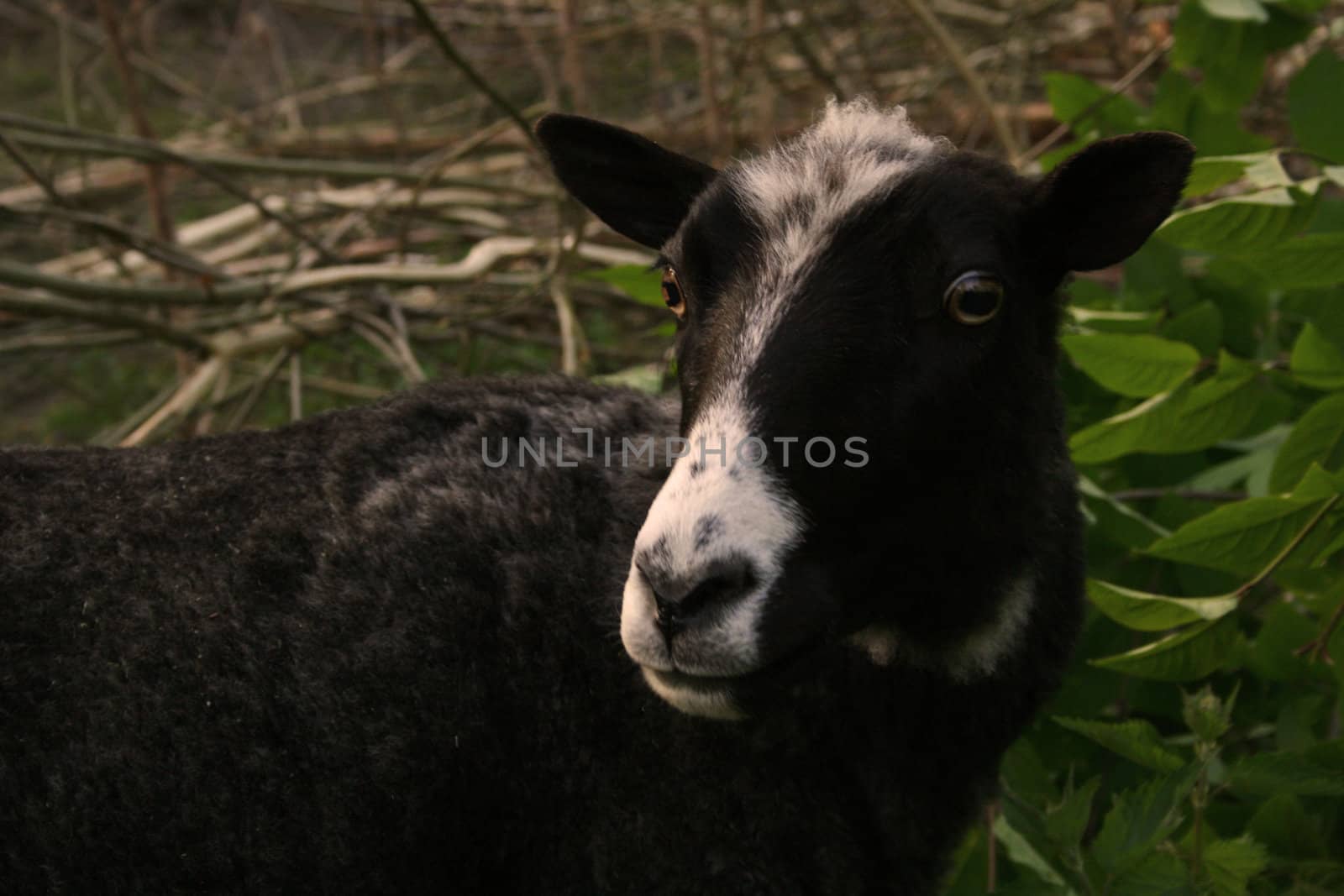 sheeps pasture by sigthrudur