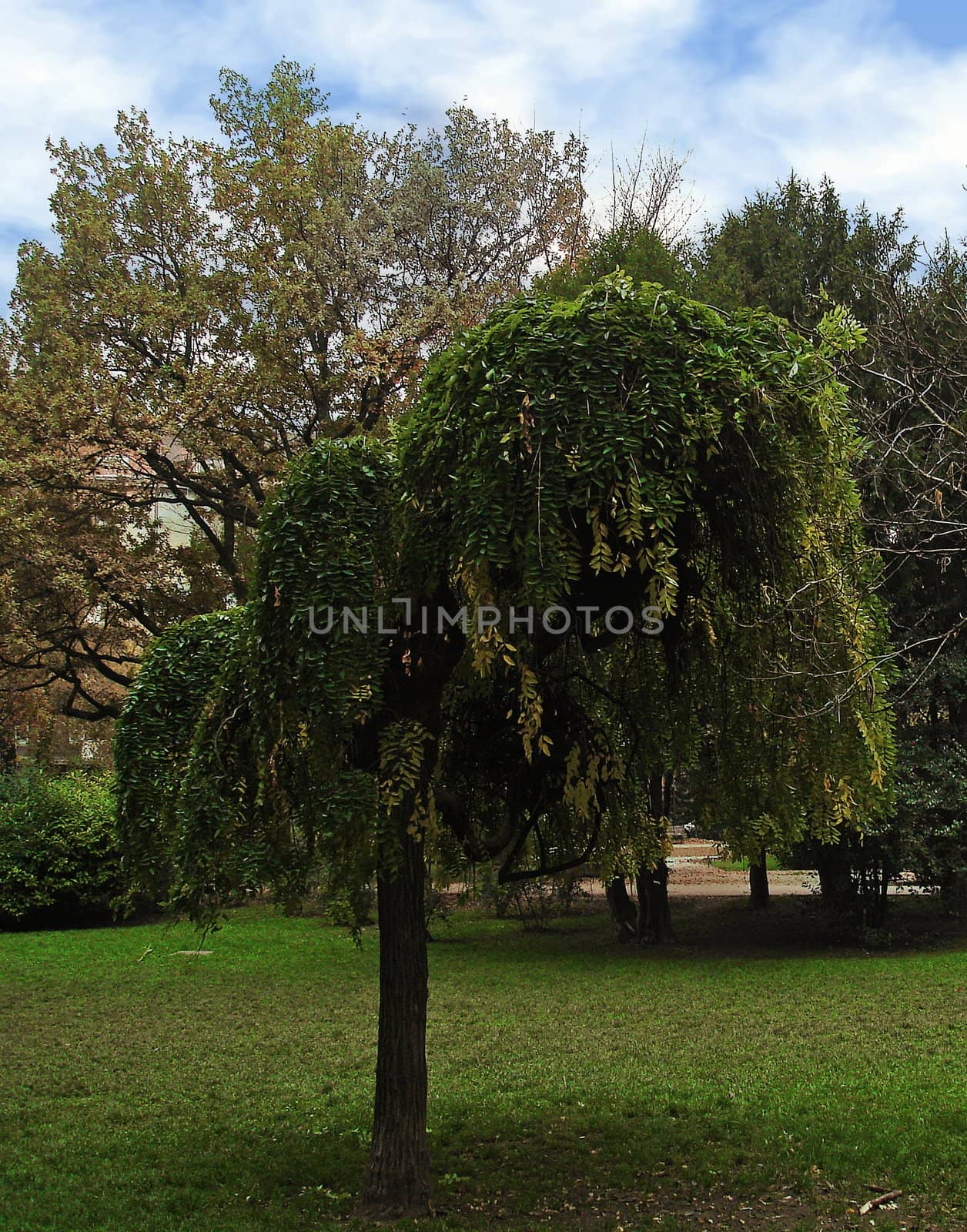 A park in the spring