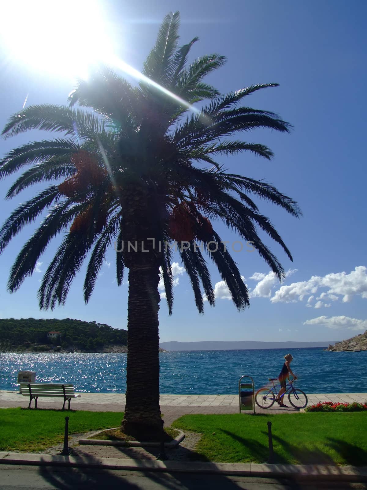 big palm and a blue sky