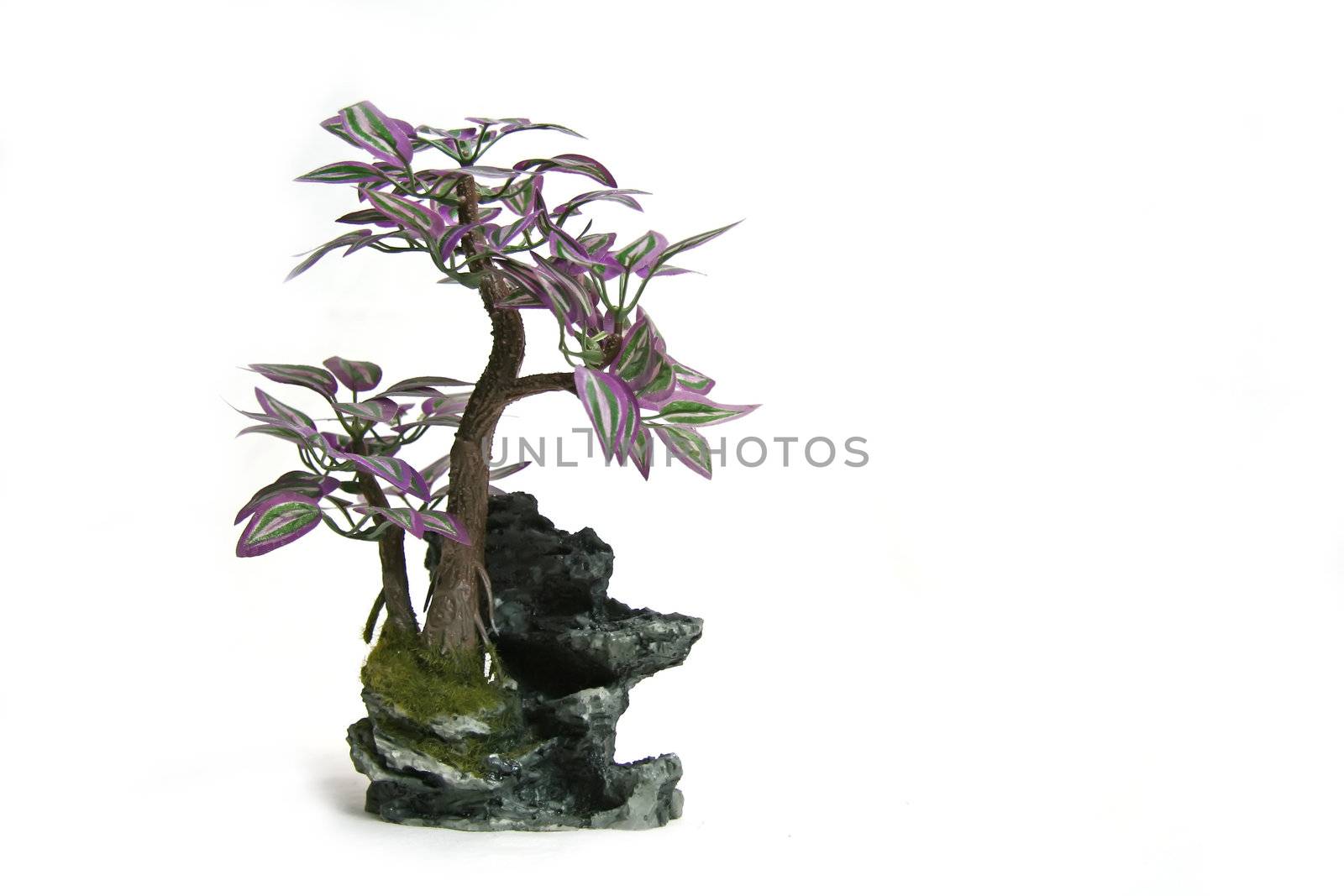 bonsai by jfcalheiros