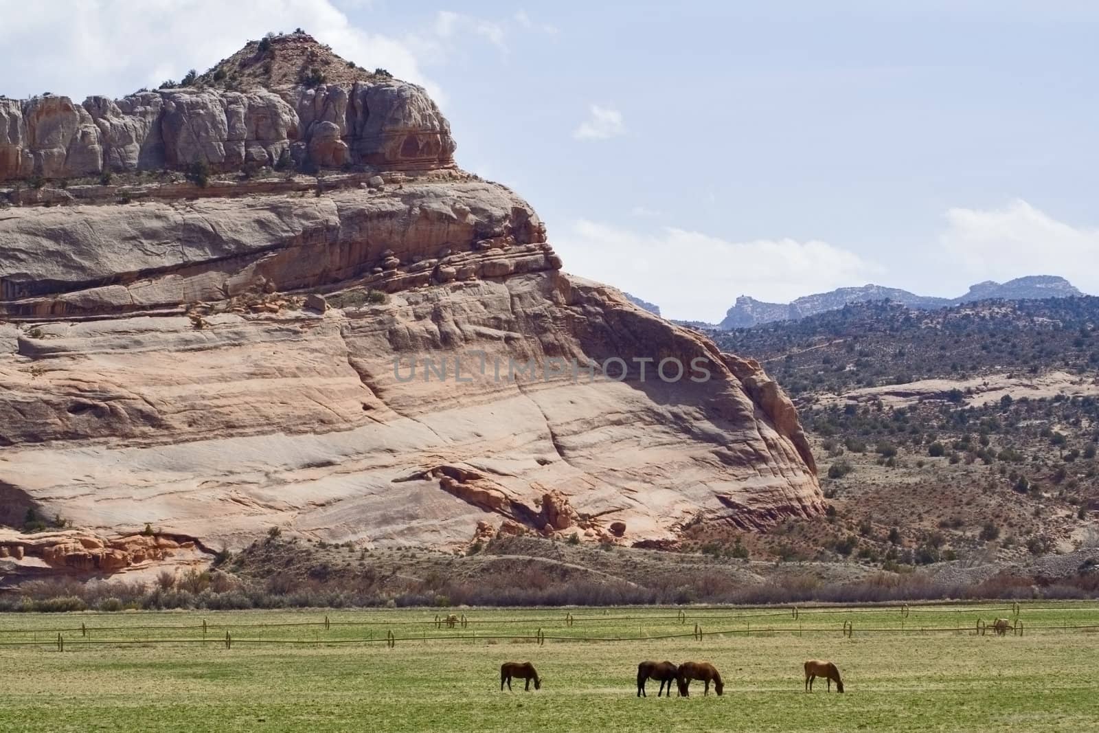 Moab area mountains and spires with horses in Utah USA