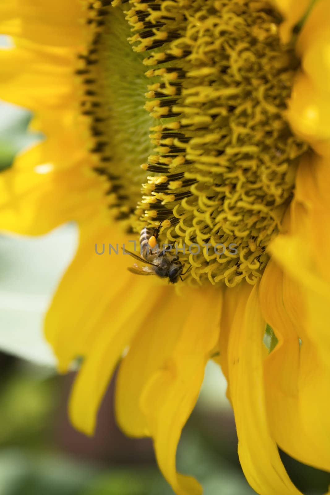 A sunflower and a bee found in a garden. 