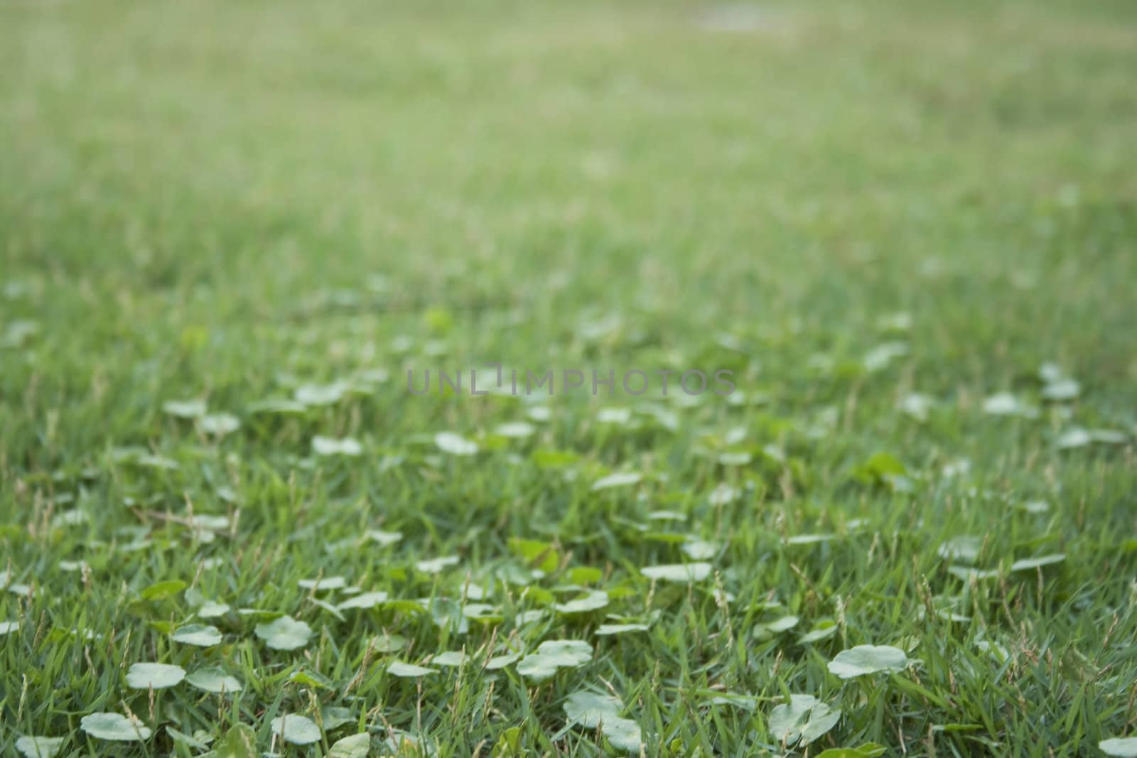 Field with green grass in perspective which can use as background in design.