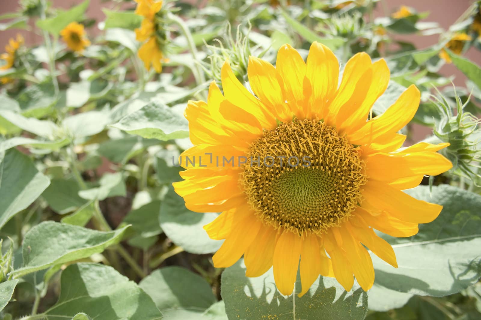 Sunflower found in a garden.